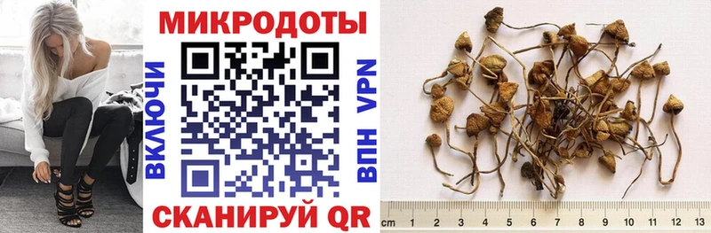 дарнет шоп  Каневская  Галлюциногенные грибы Cubensis 